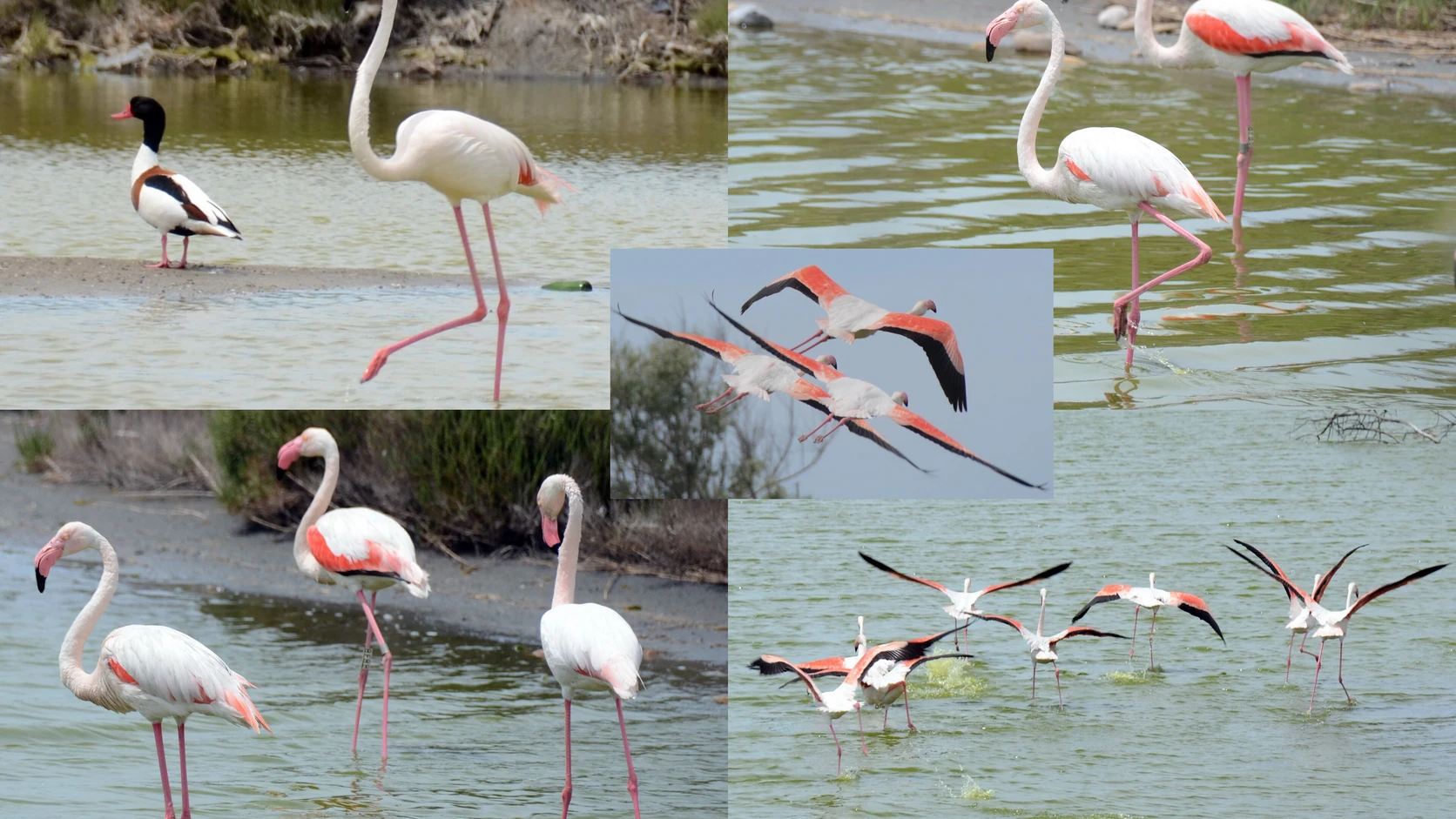 Marais de Camargue, étangs et ciel bas Marais de Camargue, étangs et ciel bas