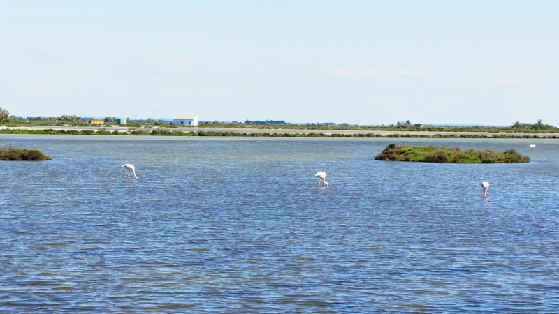 Camargue : flamants, Saintes-Maries et étangs