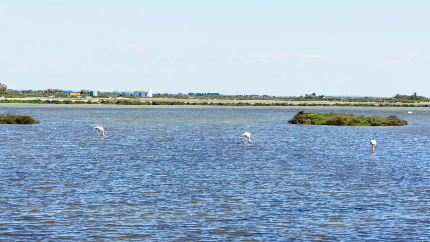 Camargue : flamants, Saintes-Maries et étangs