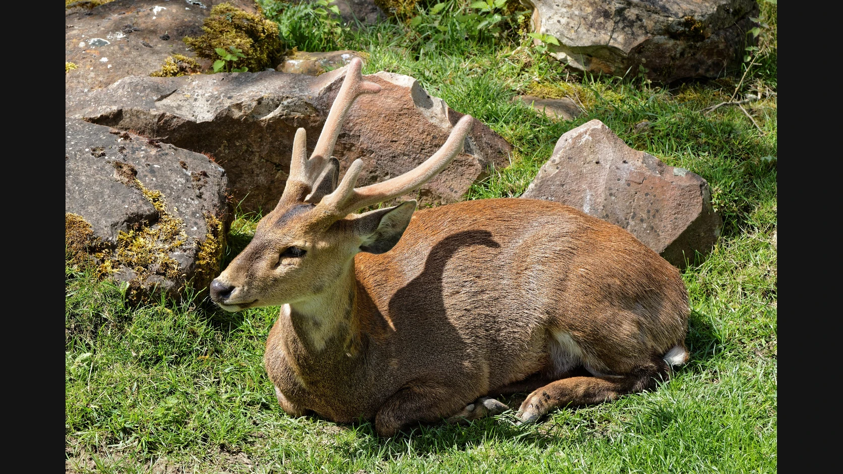 Allée ombragée d’un parc zoologique, enclos et visiteurs en journée Allée ombragée d’un parc zoologique, enclos et visiteurs en journée