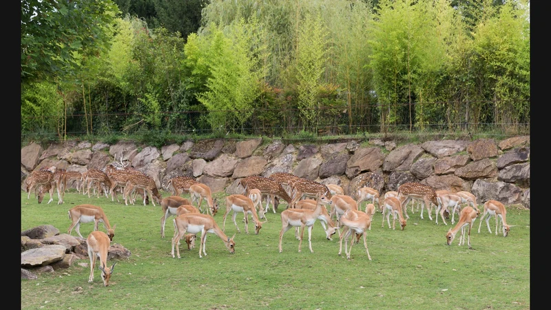ZooParc de Beauval 2026 : visite pratique, sans tarifs