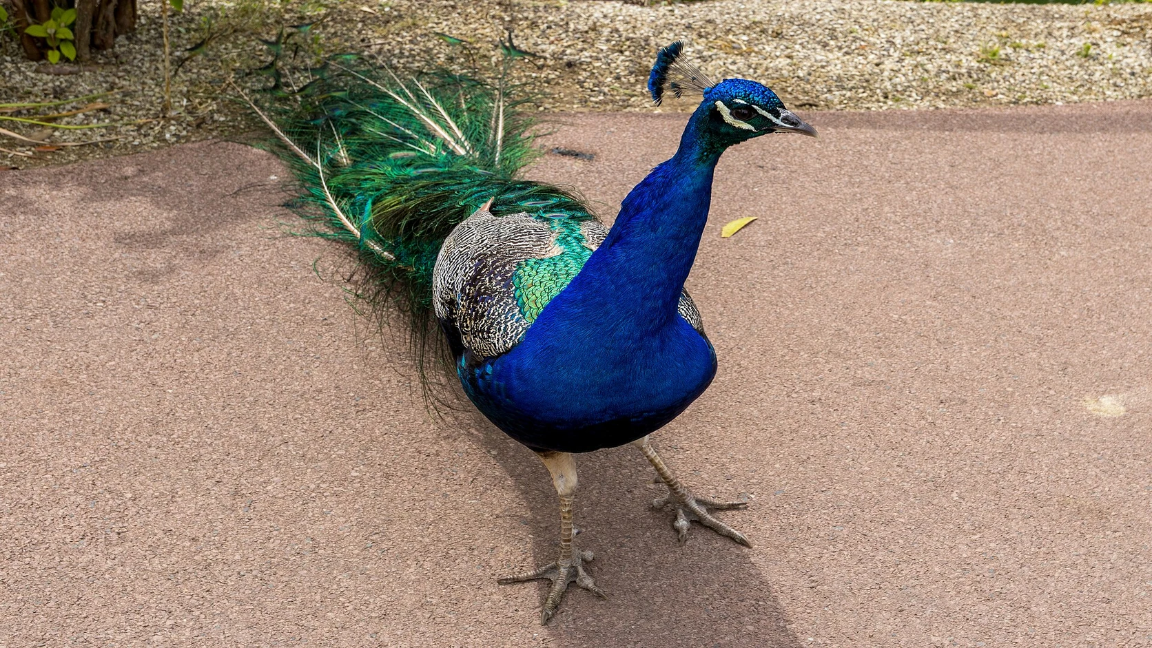 Allée d’un grand parc zoologique européen, visiteurs et enclos en journée