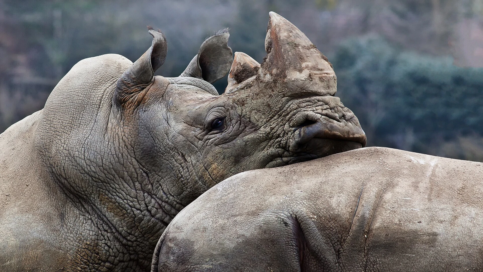Cinq zoos européens concrets, sans tarifs inventés