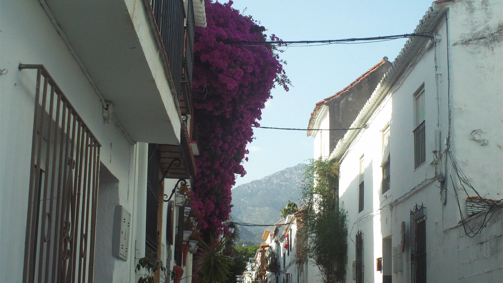 Orangers et façades blanches de la Plaza de los Naranjos, vieille ville de Marbella