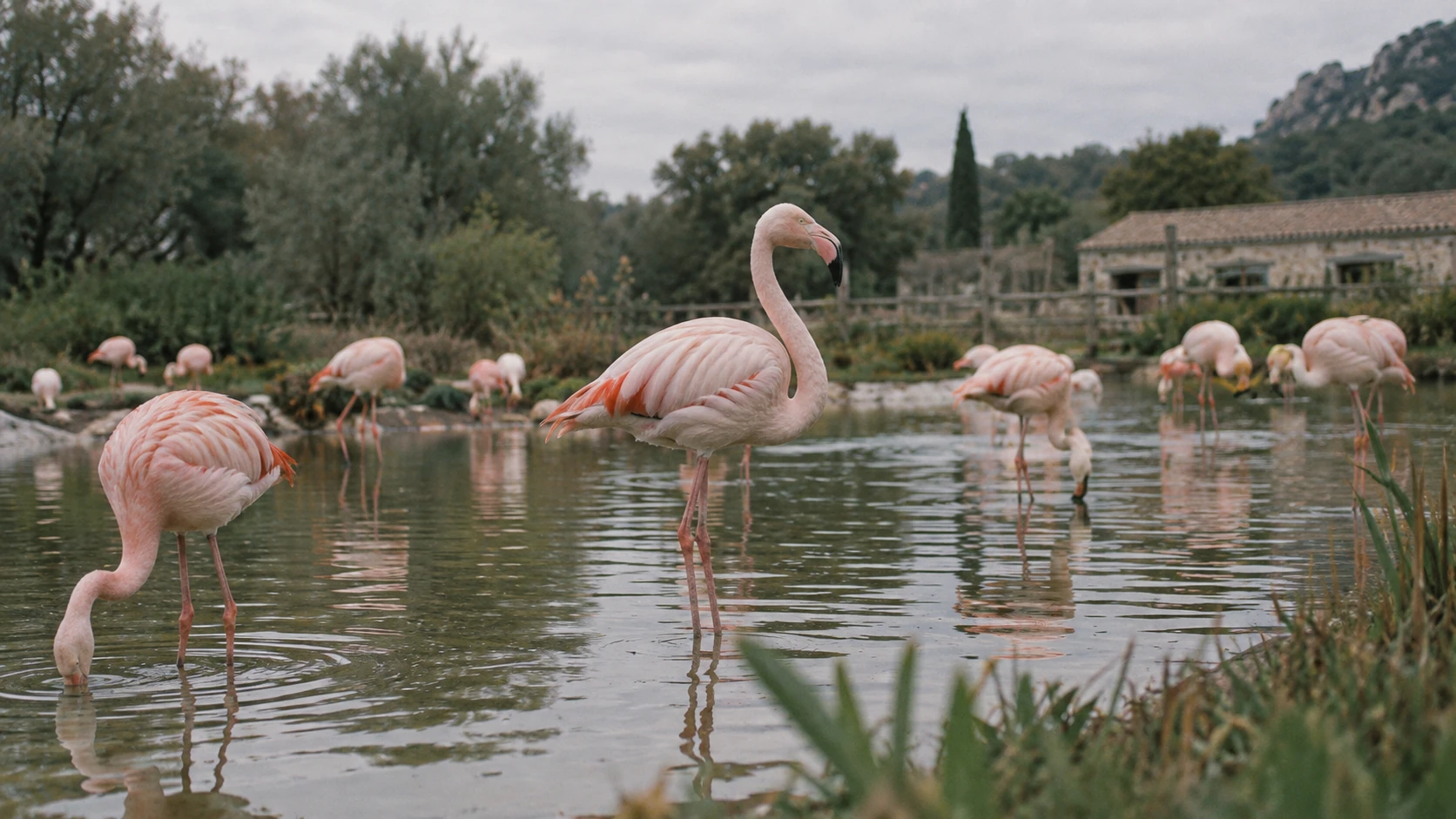 Allée d’un parc zoologique en France, enclos et végétation en journée Allée d’un parc zoologique en France, enclos et végétation en journée