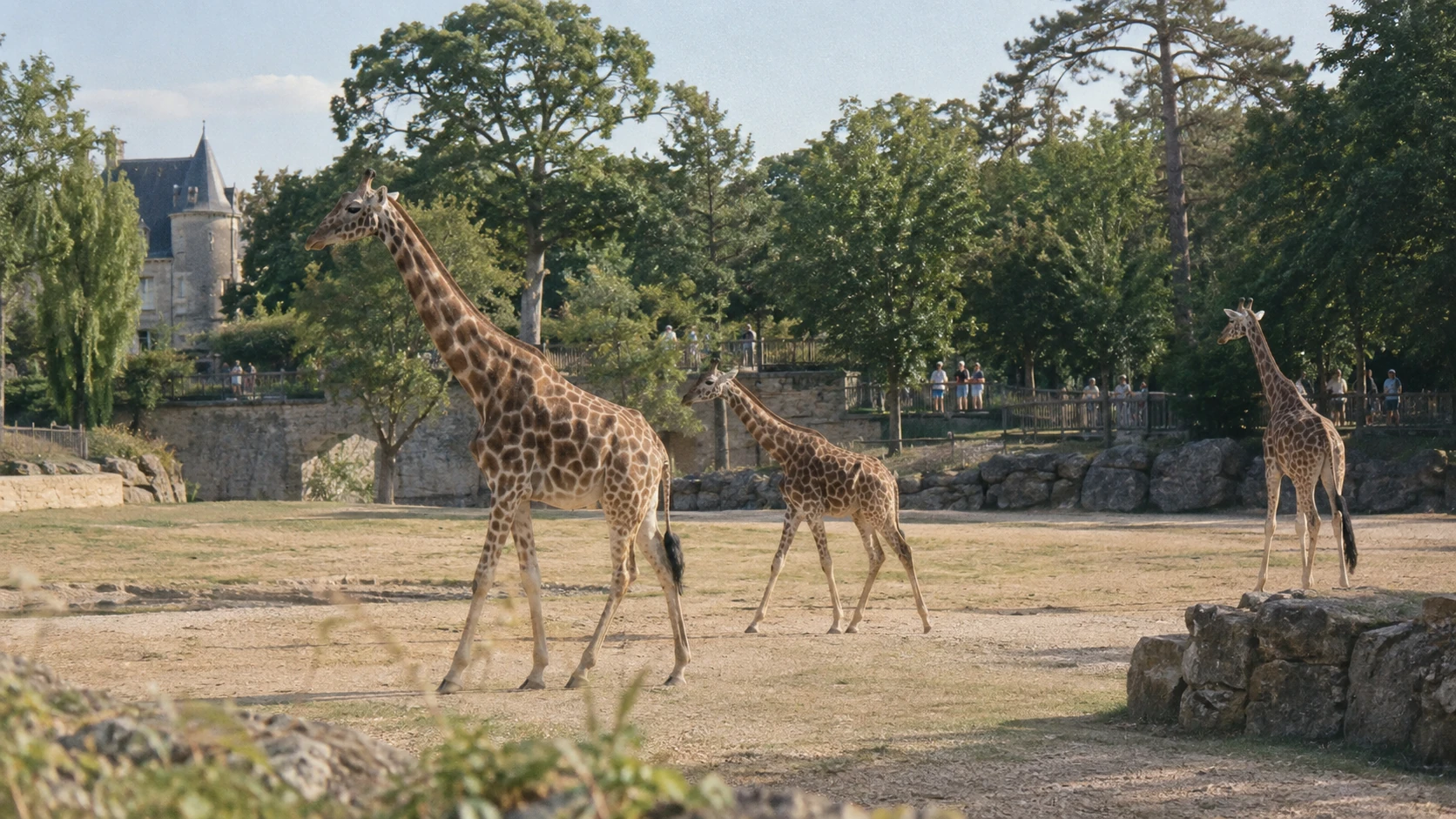 5 zoos et parcs animaliers en France, sans tarifs
