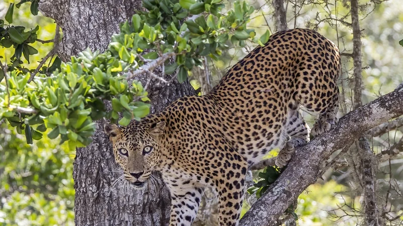 Sri Lanka : animaux dangereux, risques réels