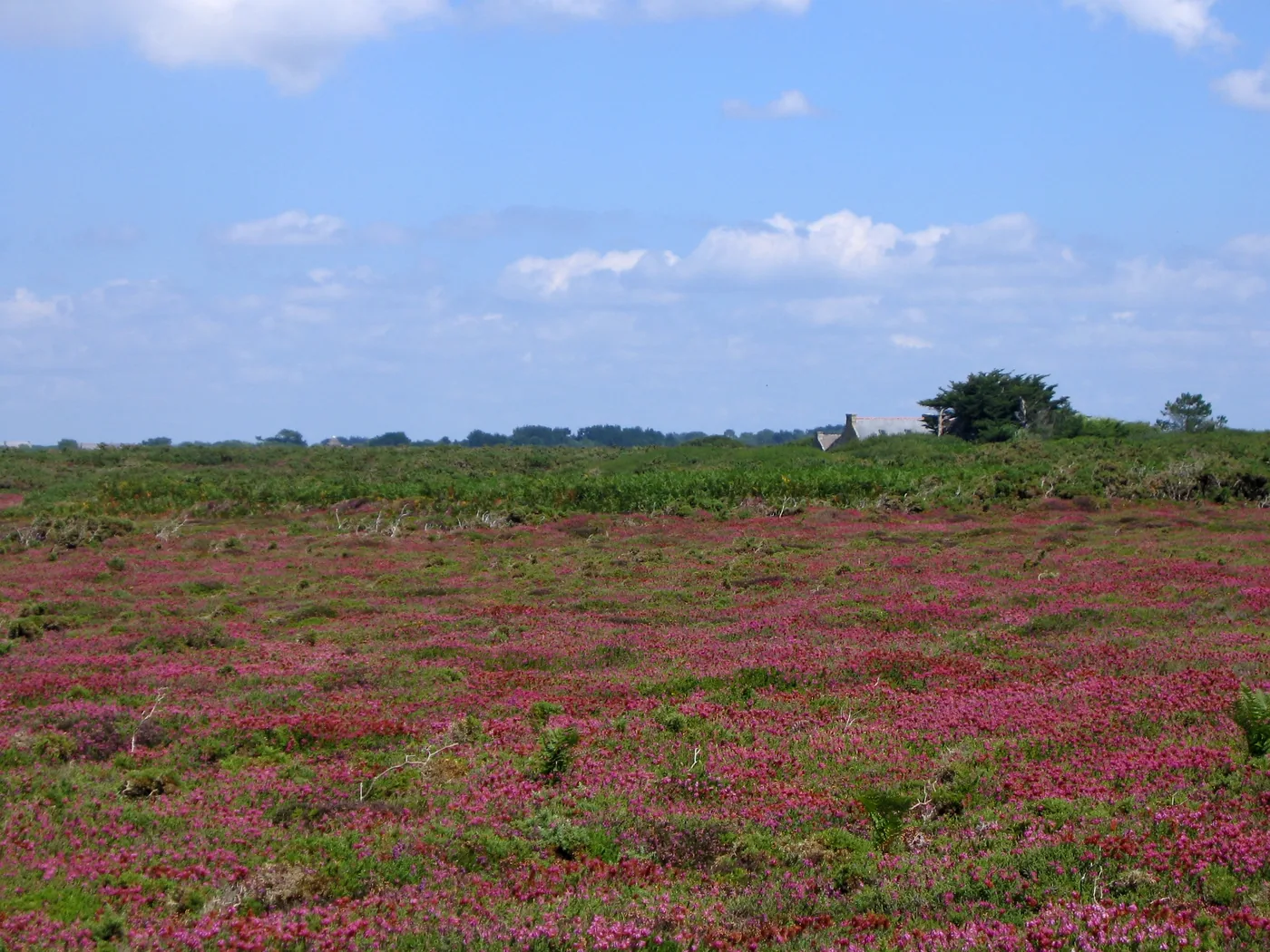 Bruyère en fleurs sur les landes du cap de la Chèvre à Crozon