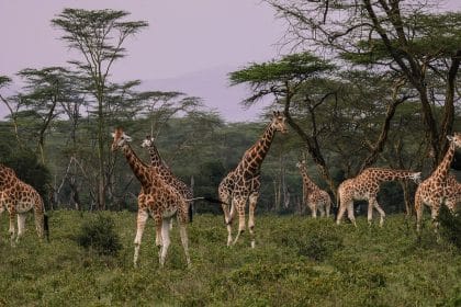 4 destinations de choix à découvrir au Kenya