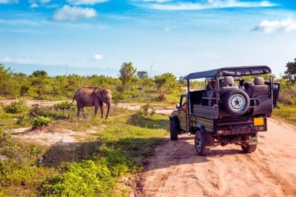animaux safari afrique
