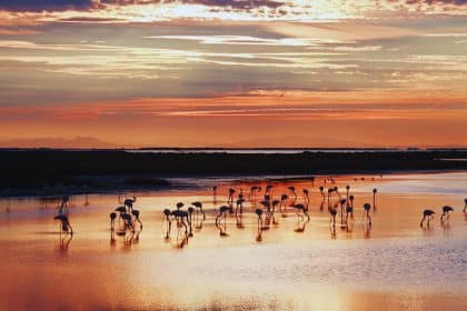 une-photographie-ensoleillee-de-la-camargue-montrant-un-paysage-magnifique-borde-de-canaux-de-marais-et-de-chevaux-sauvages-cette-image-invite-a-decouvrir-les-multiples-activites-et-sites-tou