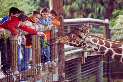 Une famille profite d'une journée ensoleillée au Parc de l'Auxois, découvrant la faune et la flore de la région tout en s'amusant. Les enfants rient en observant les animaux, tandis que les parents se détendent en admirant les paysages naturels. Une escapade idyllique au cœur de la nature pour se ressourcer et se divertir en famille.