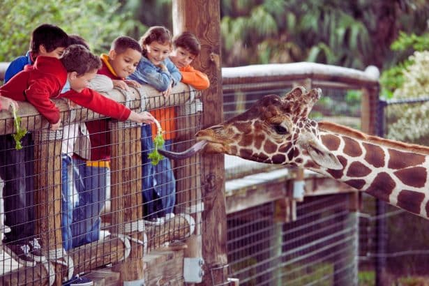Une famille profite d'une journée ensoleillée au Parc de l'Auxois, découvrant la faune et la flore de la région tout en s'amusant. Les enfants rient en observant les animaux, tandis que les parents se détendent en admirant les paysages naturels. Une escapade idyllique au cœur de la nature pour se ressourcer et se divertir en famille.
