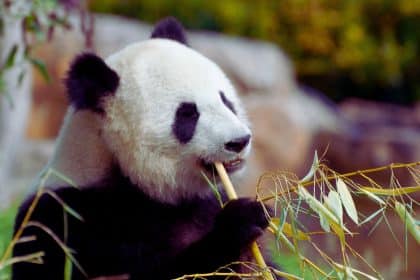 Découvrez les nouvelles attractions et les incontournables du ZooParc de Beauval en 2023 grâce à ce guide pratique. Appréciez la diversité des espèces animales, les spectacles captivants et les aménagements modernes lors de votre visite. Suivez nos conseils pour profiter pleinement de cette expérience inoubliable au cœur de la nature sauvage.