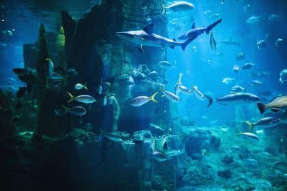 L'héritage Marin d'Arcachon : L'histoire de l'Aquarium et ses Trésors Marins