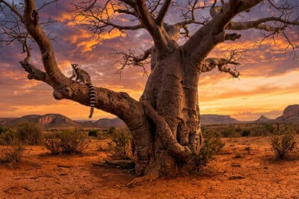 Lémurien à queue annelée sur un baobab massif. Paysage malgache aride baigné d'un soleil couchant spectaculaire aux teintes rouges et oranges.