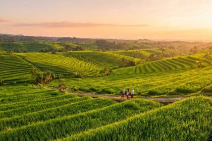 Vue aérienne de rizières en terrasses vertes à Jatiluwih, Bali, au coucher du soleil, avec trois personnes marchant sur un sentier.