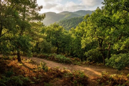 Sentier de terre serpentant à travers une forêt dense. Lumière du soleil traversant les canopées verdoyantes, éclairant les fougères au sol.