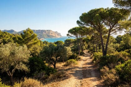 Chemin de terre bordé de pins méditerranéens avec vue sur la mer et les collines de Marseille.
